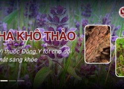 Hạ khô thảo – Vị thuốc Đông Y tốt cho đôi mắt sáng khỏe